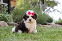 Hailey, a female Miniature Bernedoodle for sale in Holmesville, OH – 1 of 7