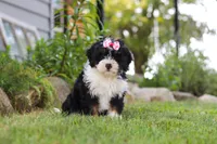 Annie, a female Miniature Bernedoodle for sale in Holmesville, OH – 2 of 9