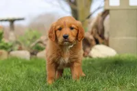 Goldie, a female Golden Retriever for sale in Holmesville, OH – Photo 5 of 8