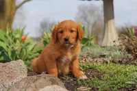 Goldie, a female Golden Retriever for sale in Holmesville, OH – Photo 4 of 8