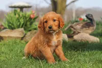 Goldie, a female Golden Retriever for sale in Holmesville, OH – Photo 7 of 8