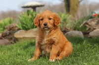 Goldie, a female Golden Retriever for sale in Holmesville, OH – Photo 2 of 8