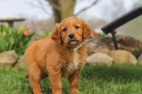 Goldie, a female Golden Retriever for sale in Holmesville, OH – Photo 8 of 8