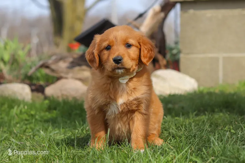 Goldie – Golden Retriever puppy for sale in Holmesville, OH
