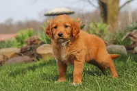 Goldie, a female Golden Retriever for sale in Holmesville, OH – Photo 3 of 8