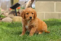 Goldie, a female Golden Retriever for sale in Holmesville, OH – Photo 6 of 8