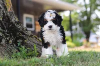 Chloe, a female Miniature Bernedoodle for sale in Holmesville, OH – 5 of 10