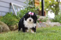 Annie, a female Miniature Bernedoodle for sale in Holmesville, OH – 6 of 9