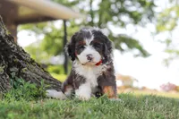 Benson, a male Miniature Bernedoodle for sale in Holmesville, OH – 8 of 10