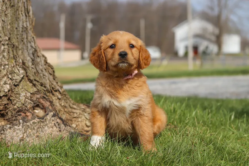 Iris – Golden Retriever puppy for sale in Holmesville, OH