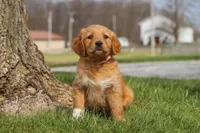 Iris, a female Golden Retriever for sale in Holmesville, OH – Photo 1 of 7