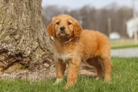 Iris, a female Golden Retriever for sale in Holmesville, OH – Photo 7 of 7
