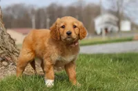 Iris, a female Golden Retriever for sale in Holmesville, OH – Photo 6 of 7