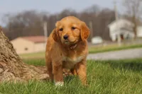 Iris, a female Golden Retriever for sale in Holmesville, OH – Photo 3 of 7