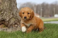 Iris, a female Golden Retriever for sale in Holmesville, OH – Photo 2 of 7