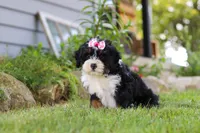 Annie, a female Miniature Bernedoodle for sale in Holmesville, OH – 7 of 9