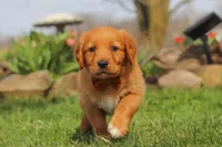 Copper, a male Golden Retriever for sale in Holmesville, OH – Photo 4 of 9