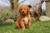 Copper, a male Golden Retriever for sale in Holmesville, OH – Photo 2 of 9