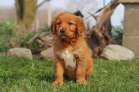 Copper, a male Golden Retriever for sale in Holmesville, OH – Photo 8 of 9