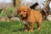 Copper, a male Golden Retriever for sale in Holmesville, OH – Photo 9 of 9