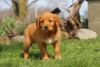 Copper, a male Golden Retriever for sale in Holmesville, OH – Photo 5 of 9