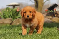Copper, a male Golden Retriever for sale in Holmesville, OH – Photo 3 of 9
