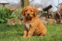 Copper, a male Golden Retriever for sale in Holmesville, OH – Photo 1 of 9