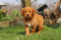 Copper, a male Golden Retriever for sale in Holmesville, OH – Photo 7 of 9