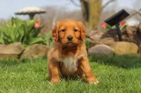Copper, a male Golden Retriever for sale in Holmesville, OH – Photo 6 of 9