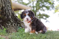 Benson, a male Miniature Bernedoodle for sale in Holmesville, OH – 7 of 10