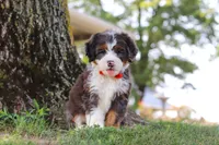 Benson, a male Miniature Bernedoodle for sale in Holmesville, OH – 6 of 10