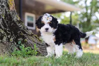 Chloe, a female Miniature Bernedoodle for sale in Holmesville, OH – 7 of 10