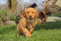 Hazel, a female Golden Retriever for sale in Holmesville, OH – Photo 4 of 8