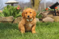 Hazel, a female Golden Retriever for sale in Holmesville, OH – Photo 3 of 8
