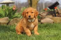 Hazel, a female Golden Retriever for sale in Holmesville, OH – Photo 2 of 8