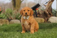 Hazel, a female Golden Retriever for sale in Holmesville, OH – Photo 6 of 8