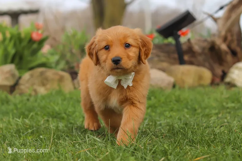 Hazel – Golden Retriever puppy for sale in Holmesville, OH