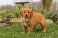 Hazel, a female Golden Retriever for sale in Holmesville, OH – Photo 7 of 8