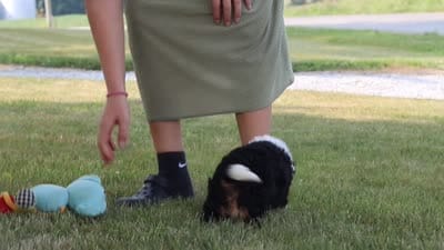 Chloe, a female Miniature Bernedoodle for sale in Holmesville, OH – 10 of 10