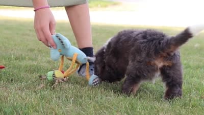 Benson, a male Miniature Bernedoodle for sale in Holmesville, OH – 10 of 10