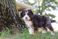 Benson, a male Miniature Bernedoodle for sale in Holmesville, OH – 3 of 10