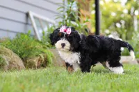 Annie, a female Miniature Bernedoodle for sale in Holmesville, OH – 4 of 9