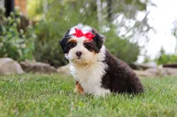 Hailey, a female Miniature Bernedoodle for sale in Holmesville, OH – 2 of 7