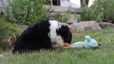 Annie, a female Miniature Bernedoodle for sale in Holmesville, OH – 9 of 9