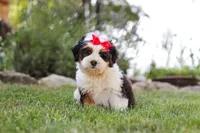 Hailey, a female Miniature Bernedoodle for sale in Holmesville, OH – 5 of 7
