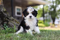 Chloe, a female Miniature Bernedoodle for sale in Holmesville, OH – 8 of 10