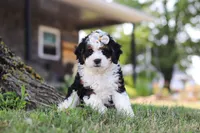 Chloe, a female Miniature Bernedoodle for sale in Holmesville, OH – 6 of 10