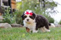 Hailey, a female Miniature Bernedoodle for sale in Holmesville, OH – 3 of 7