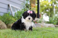 Annie, a female Miniature Bernedoodle for sale in Holmesville, OH – 1 of 9