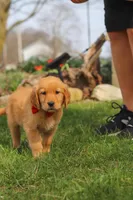 Rusty, a male Golden Retriever for sale in Holmesville, OH – Photo 7 of 7